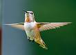 Kirms Photography Ruby-throated Hummingbird-8